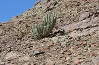 09-11-2008 : 10, Arrêt nø45, à la recherche d'Aloe gariepensis