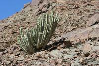 09-11-2008 : 10, Arrêt nø45, à la recherche d'Aloe gariepensis