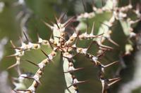 09-11-2008 : 10, Arrêt nø45, à la recherche d'Aloe gariepensis