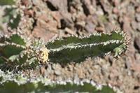 09-11-2008 : 10, Arrêt nø45, à la recherche d'Aloe gariepensis