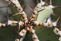 09-11-2008 : 10, Arrêt nø45, à la recherche d'Aloe gariepensis