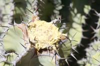 09-11-2008 : 10, Arrêt nø45, à la recherche d'Aloe gariepensis