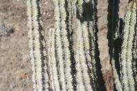 09-16-2008 : 15, Arrêt nø68, bord de route