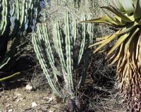 10-18-2003 : 23, Arrêt nø91, National Botanical garden de Windhoek