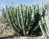 10-18-2003 : 23, Arrêt nø91, National Botanical garden de Windhoek