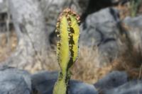 09-22-2008 : 21, Arrêt nø97, de Etosha Namutoni à Windhoek