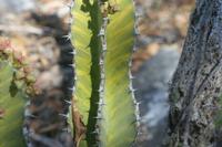09-22-2008 : 21, Arrêt nø97, de Etosha Namutoni à Windhoek