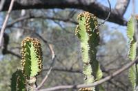 09-22-2008 : 21, Arrêt nø97, de Etosha Namutoni à Windhoek