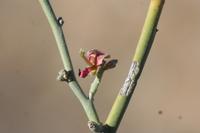 09-11-2008 : 10, Arrêt nø49, Colline avec château d'eau à Rosh Pinah