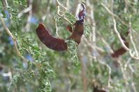 09-16-2008 : 15, Arrêt nø70, Solitaire country lodge