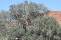 09-16-2008 : 15, Arrêt nø70, Solitaire country lodge