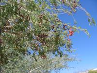 09-16-2008 : 15, Arrêt nø70, Solitaire country lodge