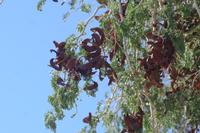 09-16-2008 : 15, Arrêt nø70, Solitaire country lodge