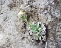 10-08-2003 : 13, Arrêt nø45, Descente par la route, 2500 à 2000m