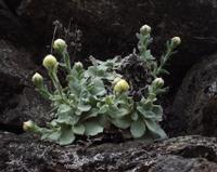 10-08-2003 : 13, Arrêt nø46, Picnic dans le brouillard