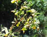 10-05-2003 : 10, Arrêt nø36, Route le long de la Grootrivier