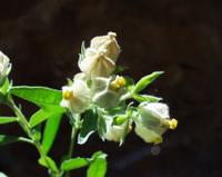 10-05-2003 : 10, Arrêt nø36, Route le long de la Grootrivier