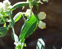 10-05-2003 : 10, Arrêt nø36, Route le long de la Grootrivier