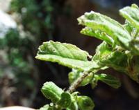 10-05-2003 : 10, Arrêt nø36, Route le long de la Grootrivier