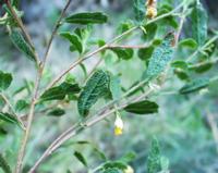 10-05-2003 : 10, Arrêt nø35, Meiringspoort red sandstones, mittel great Karoo