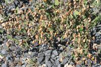 09-07-2008 : 06, Arrêt nø19, à 20km de Vanrhynsdorp, Mesembs Dous de Glym