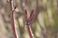 09-11-2008 : 10, Arrêt nø49, Colline avec château d'eau à Rosh Pinah