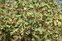 09-18-2008 : 17, Arrêt nø88, Omaruru