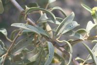 09-18-2008 : 17, Arrêt nø88, Omaruru