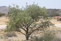 09-18-2008 : 17, Arrêt nø88, Omaruru