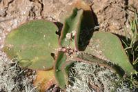 09-04-2008 : 03, Arrêt nø9, Muisbosskerm près de Wolfhuis/Lamberts Bay