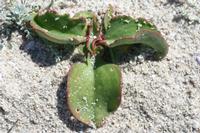 09-04-2008 : 03, Arrêt nø9, Muisbosskerm près de Wolfhuis/Lamberts Bay