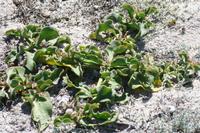 09-04-2008 : 03, Arrêt nø9, Muisbosskerm près de Wolfhuis/Lamberts Bay