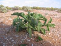 09-07-2008 : 06, Arrêt nø19, à 20km de Vanrhynsdorp, Mesembs Dous de Glym