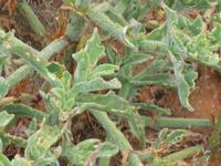 09-07-2008 : 06, Arrêt nø19, à 20km de Vanrhynsdorp, Mesembs Dous de Glym