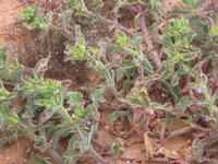 09-07-2008 : 06, Arrêt nø19, à 20km de Vanrhynsdorp, Mesembs Dous de Glym