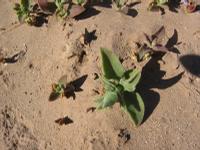 09-11-2008 : 10, Arrêt nø43, Orange River