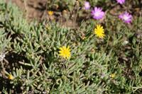 09-04-2008 : 03, Arrêt nø9, Muisbosskerm près de Wolfhuis/Lamberts Bay