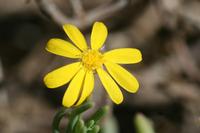 09-04-2008 : 03, Arrêt nø9, Muisbosskerm près de Wolfhuis/Lamberts Bay