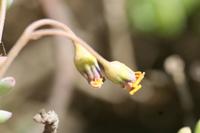 09-04-2008 : 03, Arrêt nø9, Muisbosskerm près de Wolfhuis/Lamberts Bay