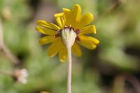 09-04-2008 : 03, Arrêt nø9, Muisbosskerm près de Wolfhuis/Lamberts Bay