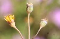 09-04-2008 : 03, Arrêt nø9, Muisbosskerm près de Wolfhuis/Lamberts Bay