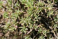 09-04-2008 : 03, Arrêt nø9, Muisbosskerm près de Wolfhuis/Lamberts Bay