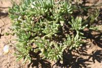 09-04-2008 : 03, Arrêt nø9, Muisbosskerm près de Wolfhuis/Lamberts Bay