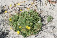 09-04-2008 : 03, Arrêt nø9, Muisbosskerm près de Wolfhuis/Lamberts Bay