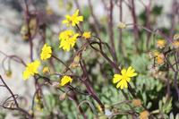 09-04-2008 : 03, Arrêt nø9, Muisbosskerm près de Wolfhuis/Lamberts Bay