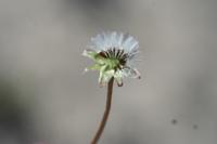 09-04-2008 : 03, Arrêt nø9, Muisbosskerm près de Wolfhuis/Lamberts Bay