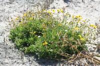 09-04-2008 : 03, Arrêt nø9, Muisbosskerm près de Wolfhuis/Lamberts Bay