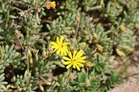 09-04-2008 : 03, Arrêt nø9, Muisbosskerm près de Wolfhuis/Lamberts Bay