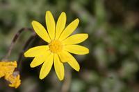 09-04-2008 : 03, Arrêt nø9, Muisbosskerm près de Wolfhuis/Lamberts Bay