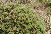 09-04-2008 : 03, Arrêt nø9, Muisbosskerm près de Wolfhuis/Lamberts Bay